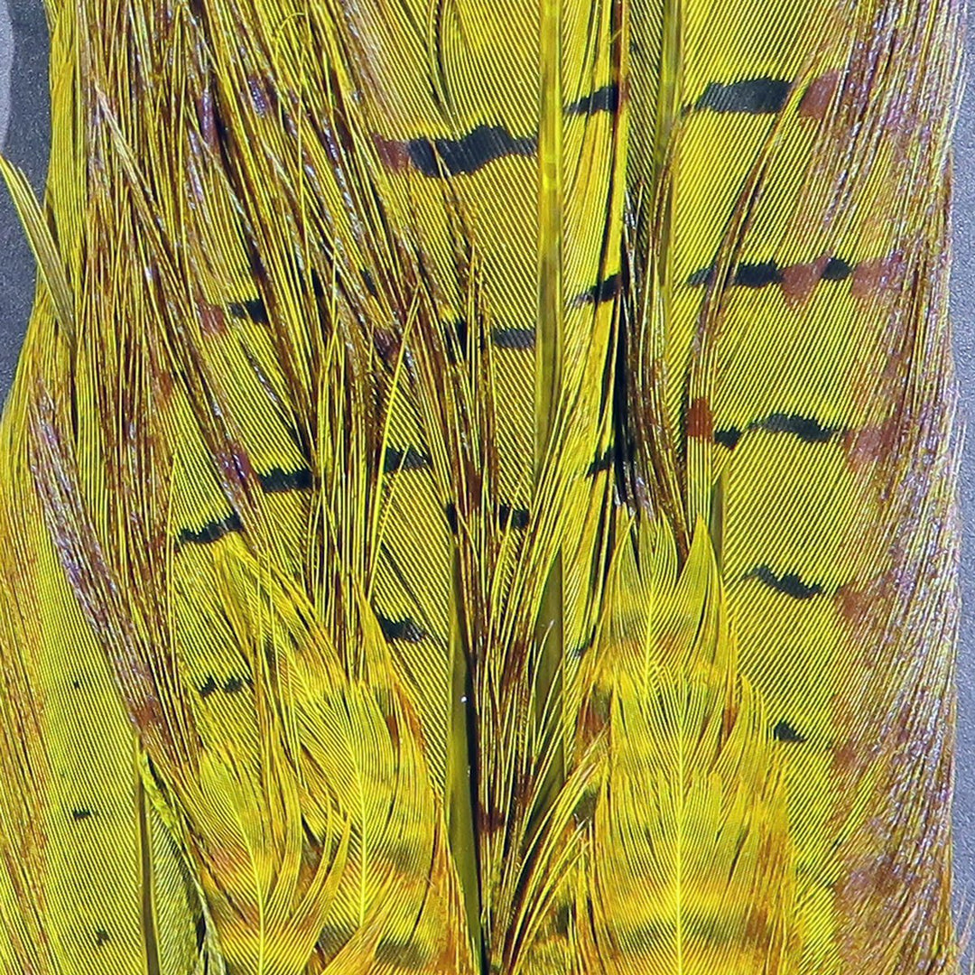 Hareline Dyed Ringneck Pheasant Tail Clump | Tailwaters Fly Fishing