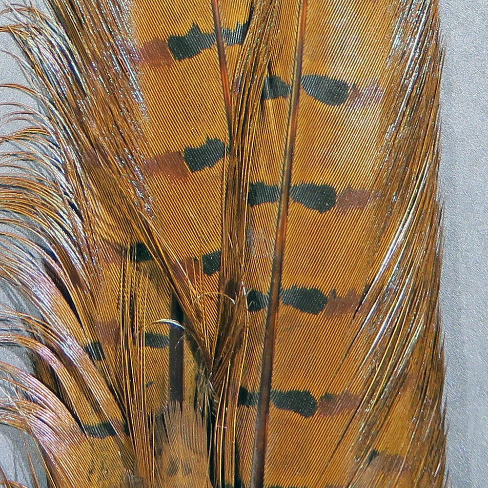 Hareline Dyed Ringneck Pheasant Tail Clump