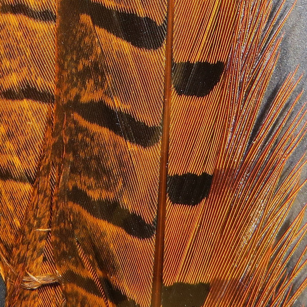 Hareline UV2 Ringneck Pheasant Tail