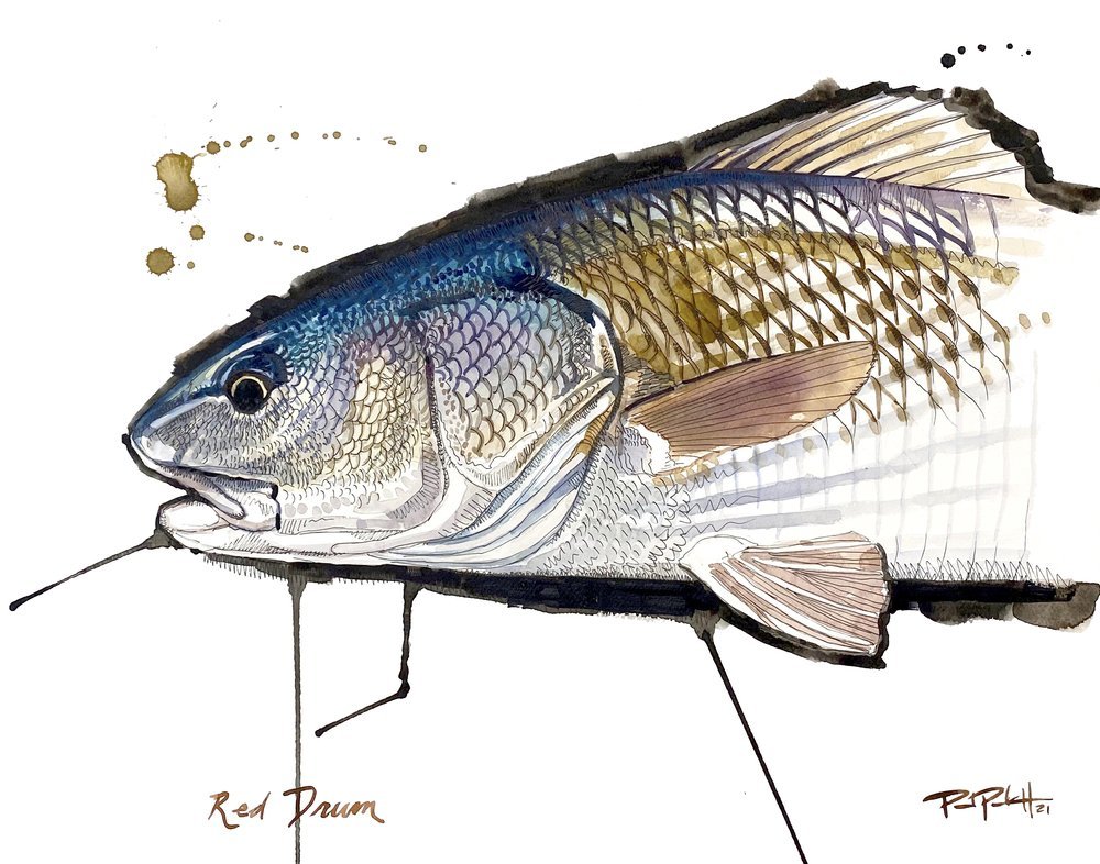Paul Puckett Art Red Drum | Tailwaters Fly Fishing