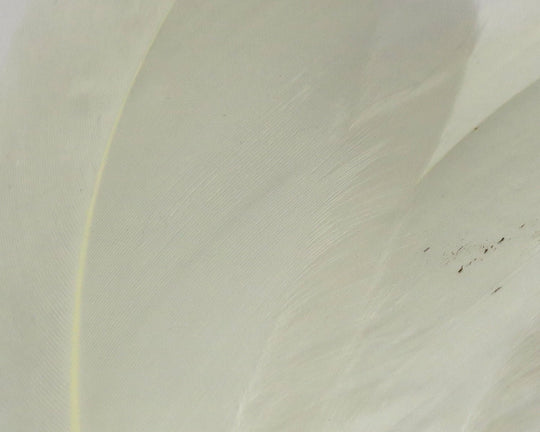 Hareline Select Goose Shoulder | Tailwaters Fly Fishing