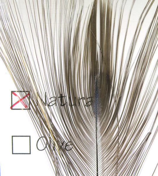 Hareline Stripped Peacock Eye | Tailwaters Fly Fishing
