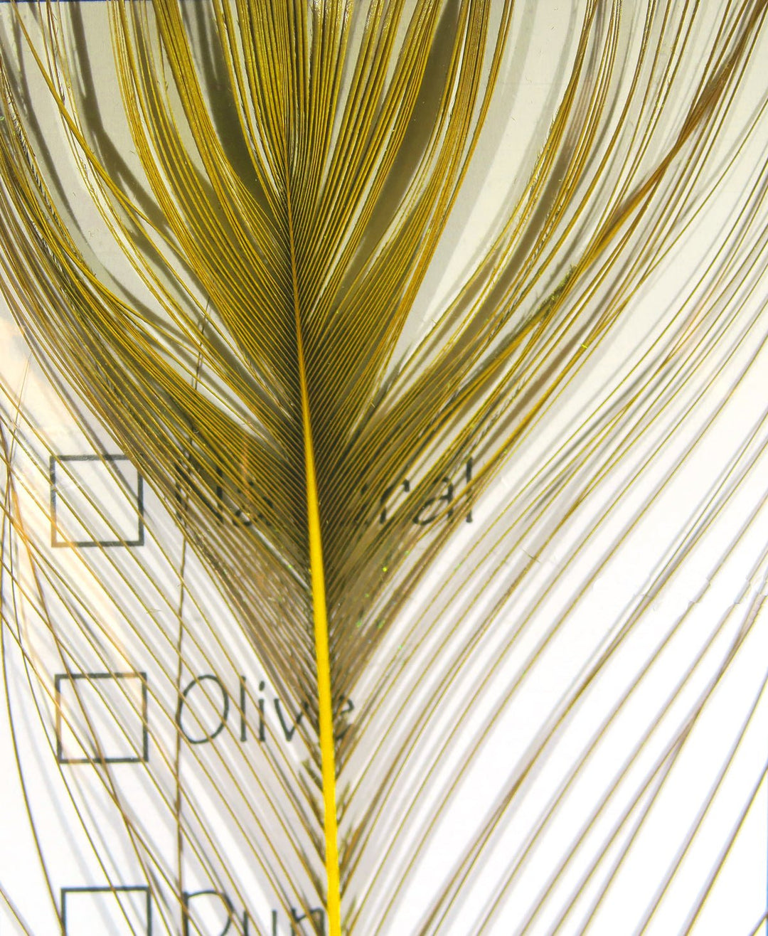 Hareline Stripped Peacock Eye | Tailwaters Fly Fishing