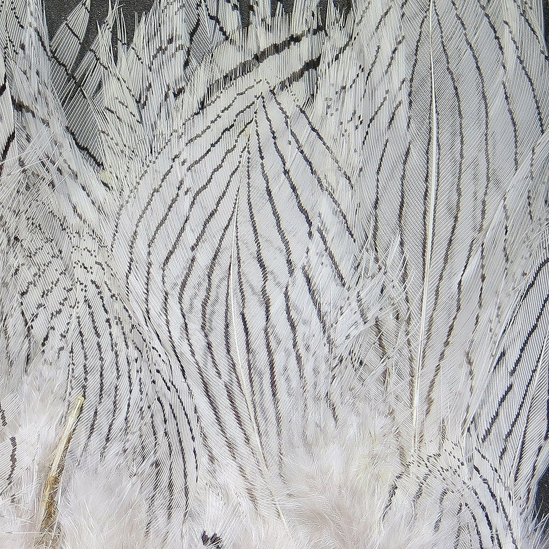 Hareline Pheasant Body Feathers | Tailwaters Fly Fishing
