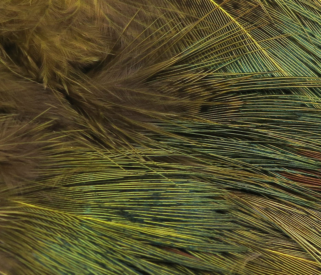 Hareline Strung Ringneck Rump Feathers | Tailwaters Fly Fishing