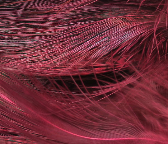 Hareline Strung Ringneck Rump Feathers