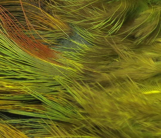 Hareline Strung Ringneck Rump Feathers | Tailwaters Fly Fishing