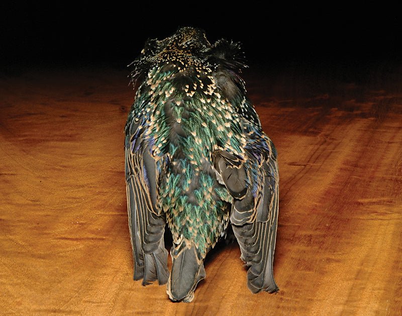 Hareline Starling Skin | Tailwaters Fly Fishing