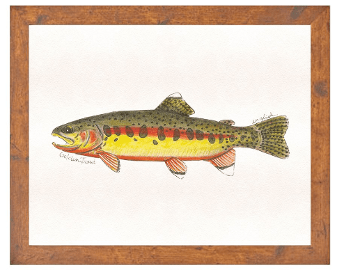 English Minter Golden Trout Print | Tailwaters Fly Fishing