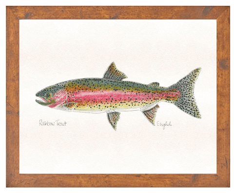 English Minter Rainbow - Large Dark Wood Frame | Tailwaters Fly Fishing