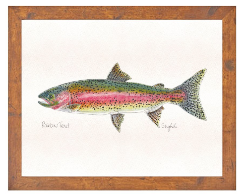 English Minter Rainbow - Large Light Wood | Tailwaters Fly Fishing