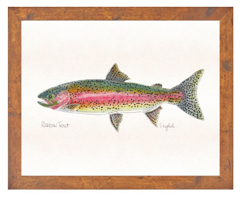 English Minter Rainbow - Medium Dark Wood Frame | Tailwaters Fly Fishing