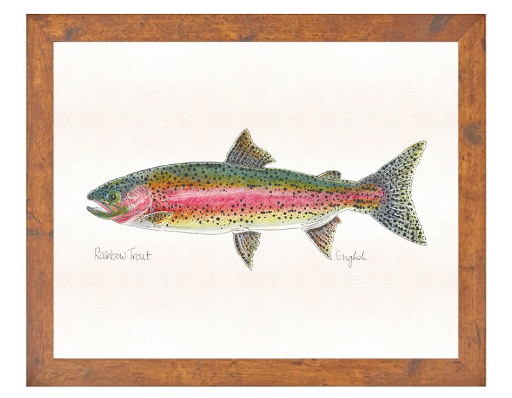 English Minter Rainbow Trout Print | Tailwaters Fly Fishing