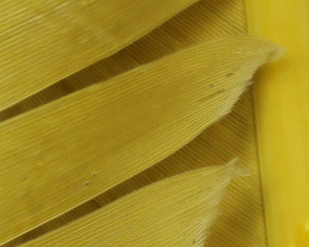 Hareline Turkey Biot Quills | Tailwaters Fly Fishing