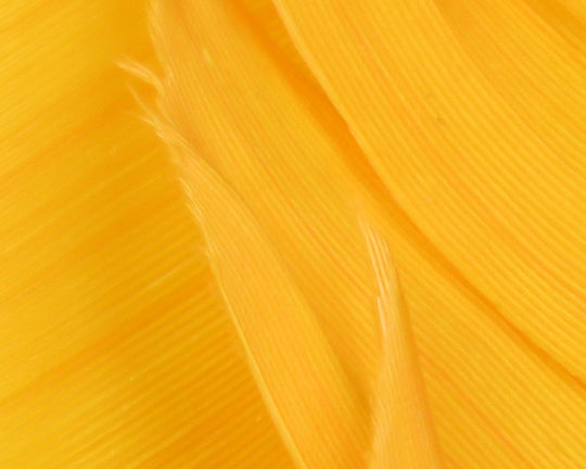 Hareline Turkey Biot Quills