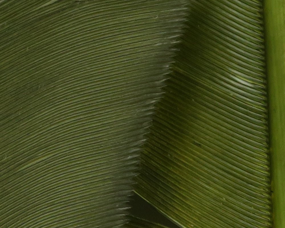 Hareline Turkey Biot Quills