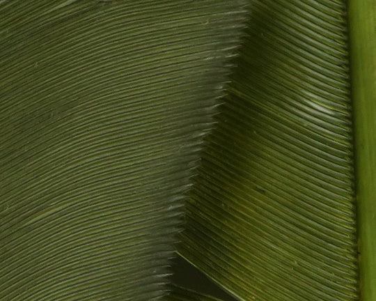 Hareline Turkey Biot Quills