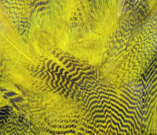 Hareline Teal Flank Feathers | Tailwaters Fly Fishing