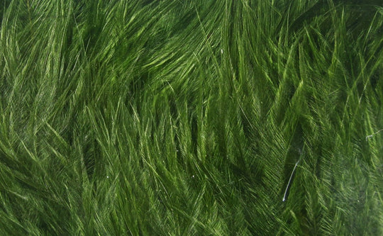 Hareline Wooly Bugger Marabou | Tailwaters Fly Fishing