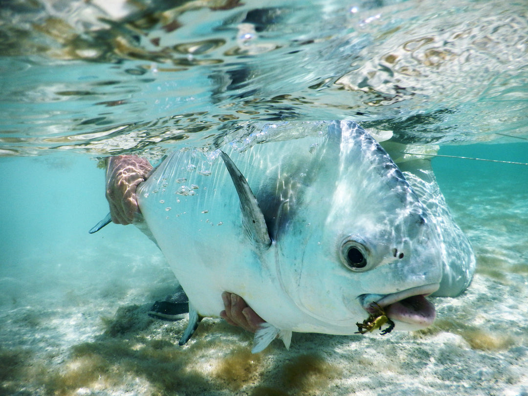 Honduras - Guanaja & Faraway Custom Fly Selection | Tailwaters Fly Fishing
