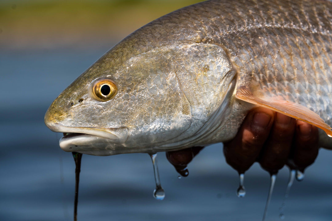 Texas Redfish & Trout Custom Fly Selection | Tailwaters Fly Fishing