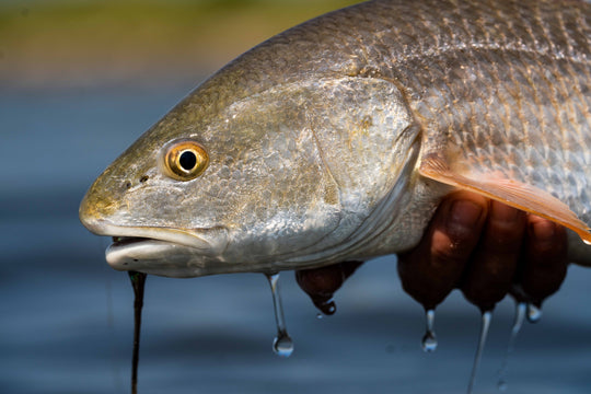 Texas Redfish & Trout Custom Fly Selection | Tailwaters Fly Fishing