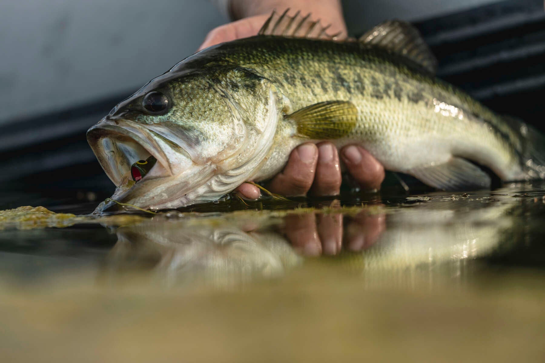 Tailwaters Bass Fishing Weekend | Tailwaters Fly Fishing