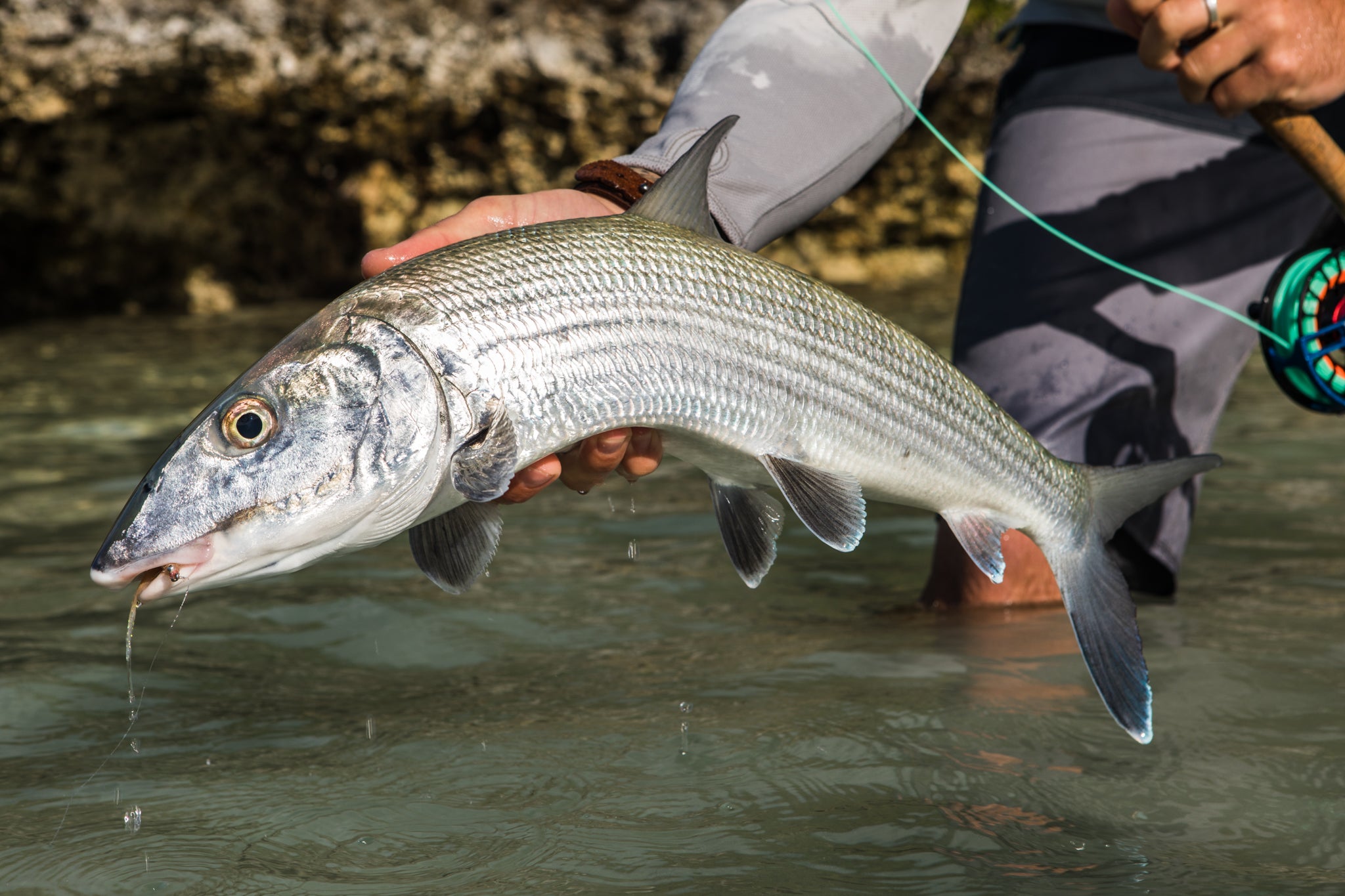 Fish Abaco Lodge Tailwaters Fly Fishing Fish Abaco Lodge Tailwaters Fly Fishing