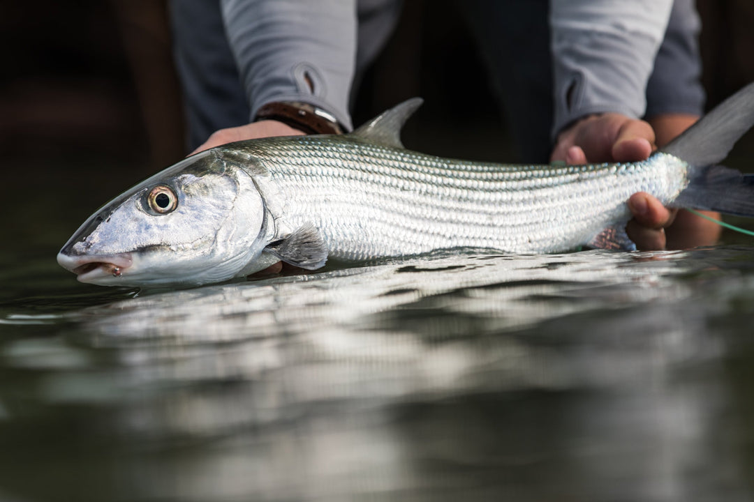 Bahamas Custom Fly Selection | Tailwaters Fly Fishing