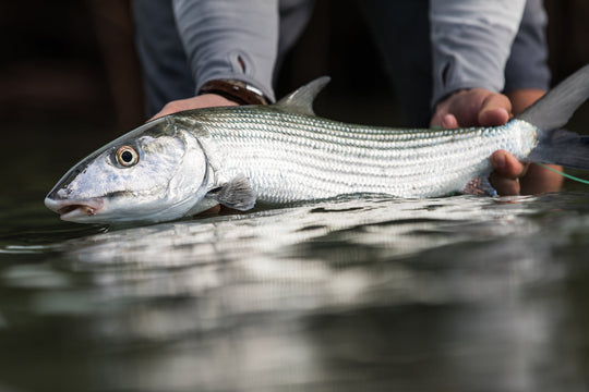 Bahamas Custom Fly Selection | Tailwaters Fly Fishing