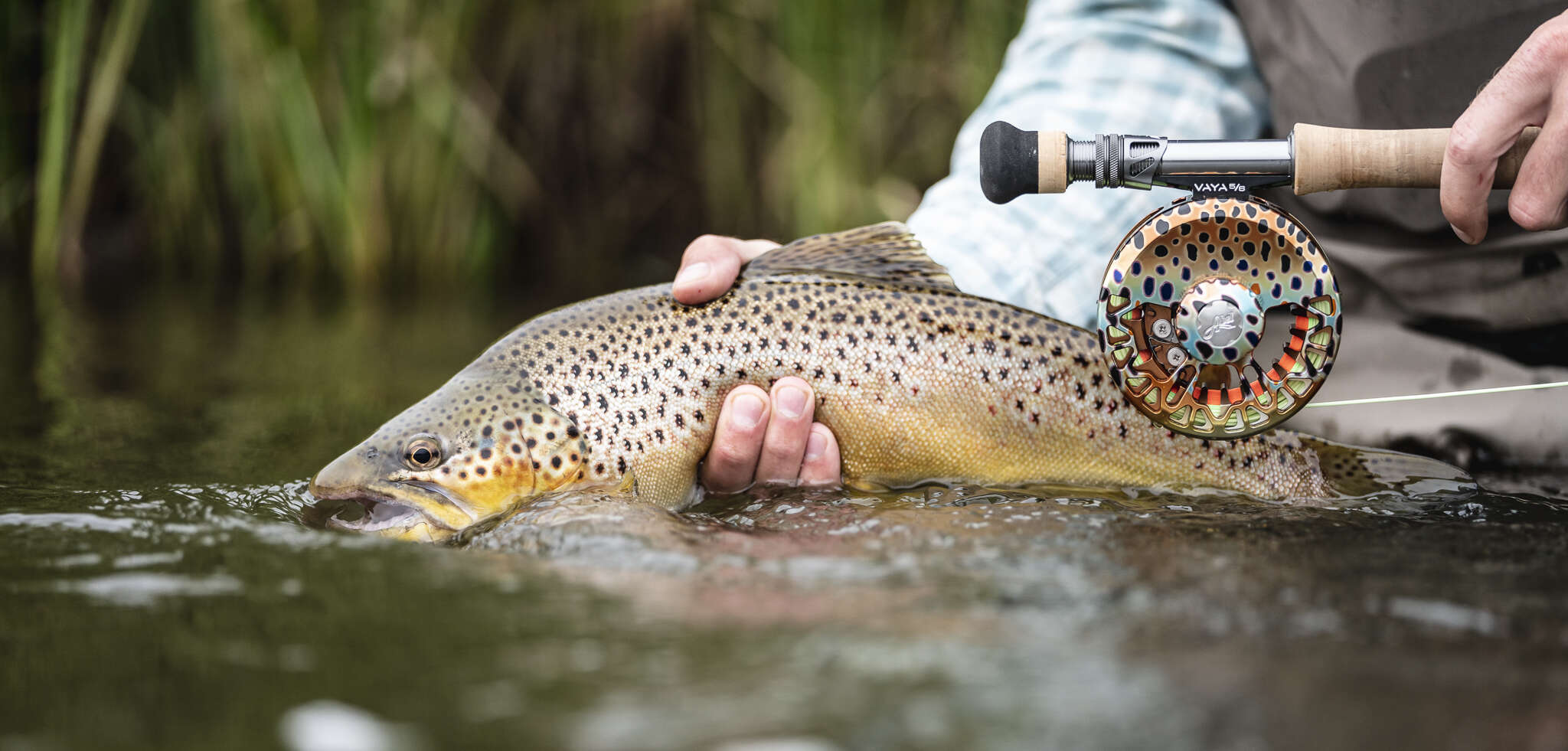 Abel | Tailwaters Fly Fishing Abel | Tailwaters Fly Fishing