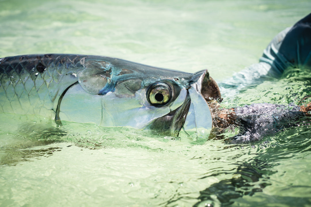 All Purpose Tarpon Custom Fly Selection | Tailwaters Fly Fishing