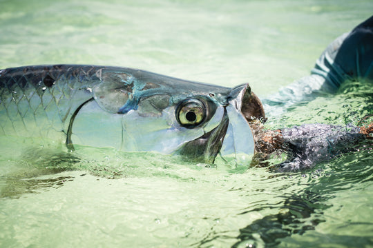 All Purpose Tarpon Custom Fly Selection | Tailwaters Fly Fishing