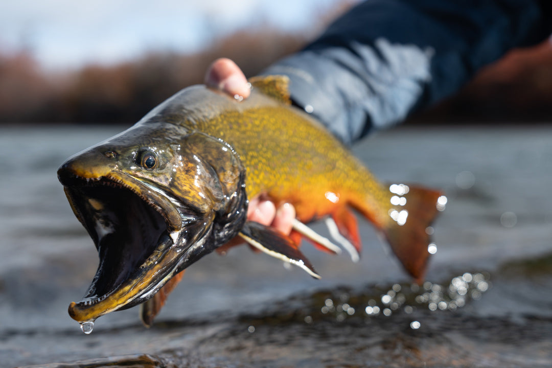 Argentina Trout Custom Fly Selection | Tailwaters Fly Fishing