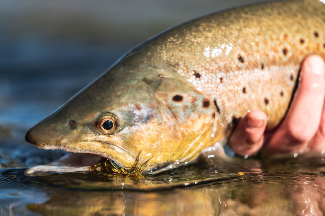 Argentina Trout Custom Fly Selection | Tailwaters Fly Fishing