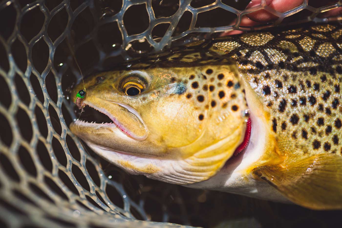 Yakoda Cased Caddis (3-Pack)