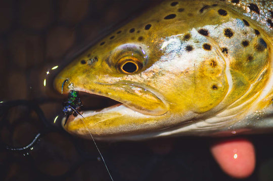 Yakoda CDC Stonefly (3-Pack) | Tailwaters Fly Fishing
