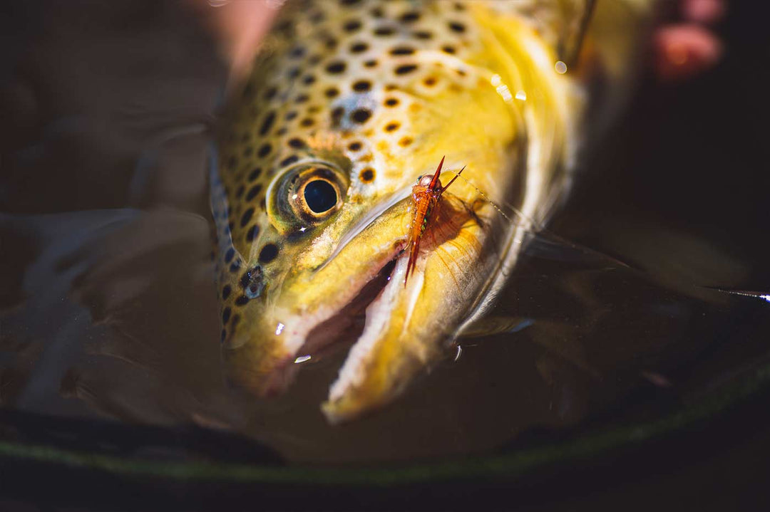 Yakoda CDC Stonefly (3-Pack) | Tailwaters Fly Fishing