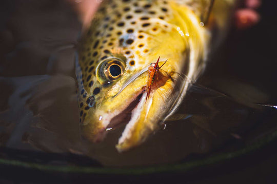 Yakoda CDC Stonefly (3-Pack) | Tailwaters Fly Fishing