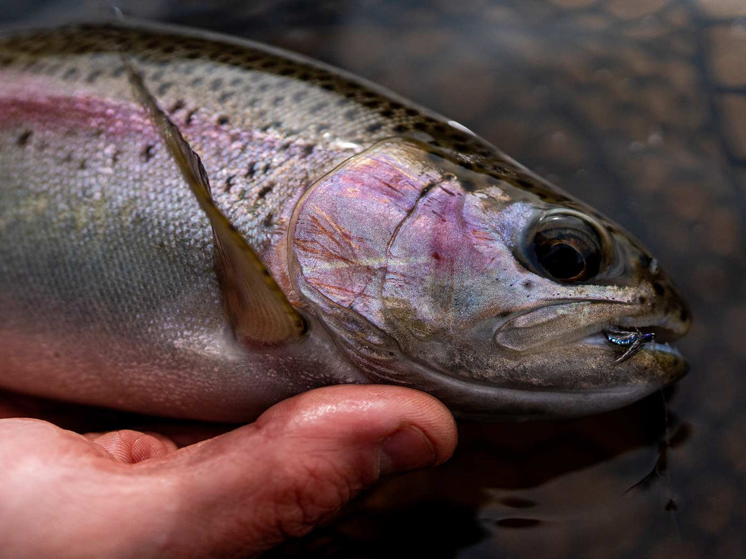 Yakoda Tungsten Sparkle Softy—Weighted (3-Pack) | Tailwaters Fly Fishing