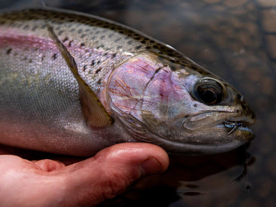 Yakoda Tungsten Sparkle Softy—Weighted (3-Pack) | Tailwaters Fly Fishing
