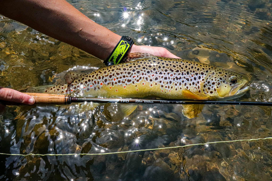 TFO Blue Ribbon Rod with Case | Tailwaters Fly Fishing